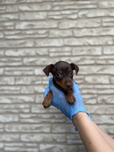 ピンシャー 犬の販売・譲渡 3609 ミニミニピンシャー