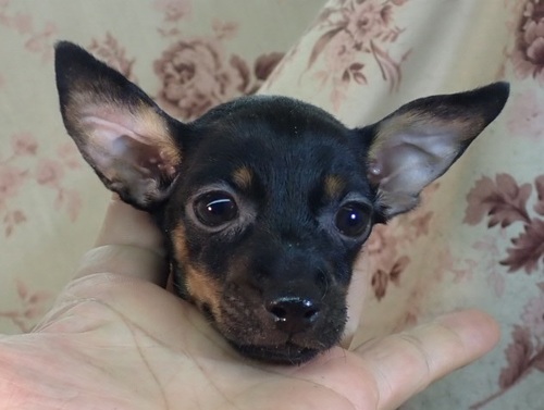 ピンシャー 犬の販売・譲渡 3612 母2.8k父1.6k祖父1.6k祖母2.5k良血統