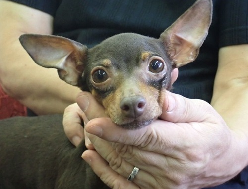 ピンシャー 犬の販売・譲渡 3615 繁殖リタイヤ犬 女の子4歳ピノ