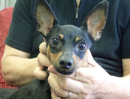 ピンシャー 犬の販売・譲渡 3616 繁殖リタイヤ犬 女の子4歳プリン