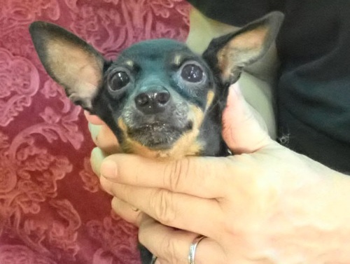 ピンシャー 犬の販売・譲渡 3617 繁殖リタイヤ犬 女の子4歳ルカ