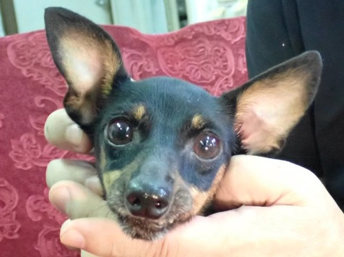ピンシャー 犬の販売・譲渡 3618 繁殖リタイヤ犬 女の子4歳ルック