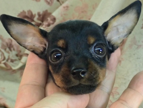 ピンシャー 犬の販売・譲渡 3621 良質で極少の女の子をお探しのお客様にお勧め