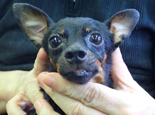 ピンシャー 犬の販売・譲渡 3624 繁殖リタイヤ犬 極少の男の子3歳エディ