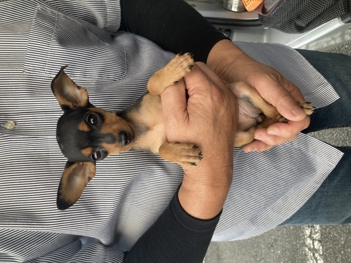 ピンシャー 犬の販売・譲渡 3625 やんちゃ娘