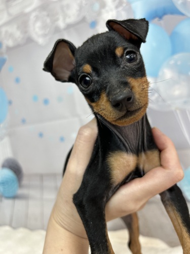 ピンシャー 犬の販売・譲渡 3634 激可愛いブラック&タン 男の子