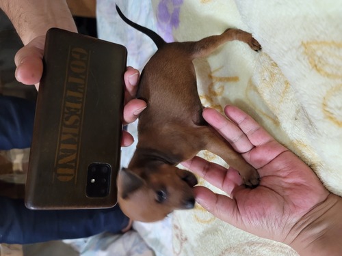ピンシャー 犬の販売・譲渡 3642 とっても小さい男の子
