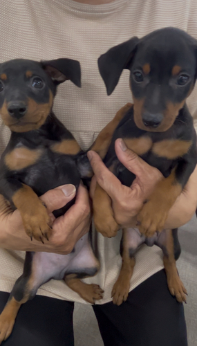 ピンシャー 犬の販売・譲渡 3644 デカピンくん、あと1匹