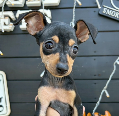 ピンシャー 犬の販売・譲渡 3647 元気っこ