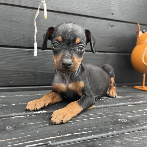 ピンシャー 犬の販売・譲渡 3650 ちびミニピンちゃん