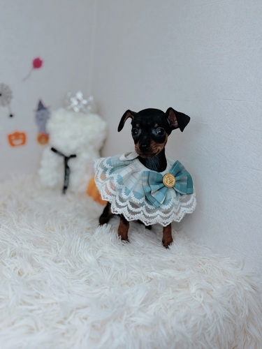 ピンシャー 犬の販売・譲渡 3652 小さめミニチュアピンシャー女の子