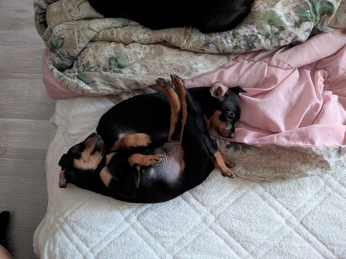 ピンシャー 犬の販売・譲渡 3653 可愛くてやんちゃな兄弟。