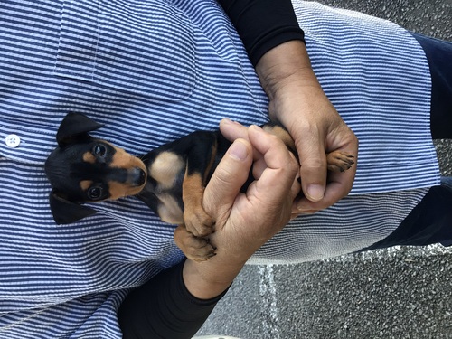 ピンシャー 犬の販売・譲渡 3654 小さな女の子
