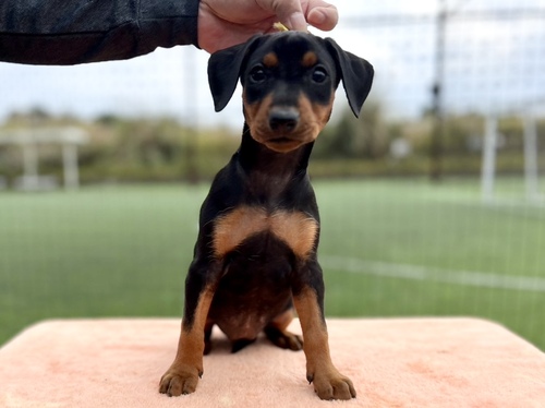 ピンシャー 犬の販売・譲渡 3655 希少犬ジャーマンピンシャーの女の子