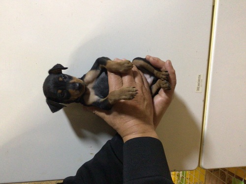 �s���V���[ ���̔̔��E���n 3658 ����l�������I�u���b�N�^���̒j�̎q