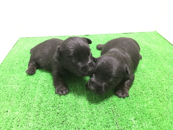 終了致しました。 犬の販売 641
