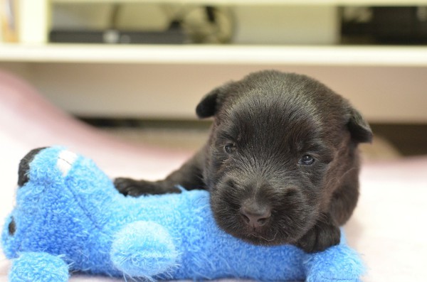 目が開いたばかりでまだおぼろげです。 犬の販売 644
