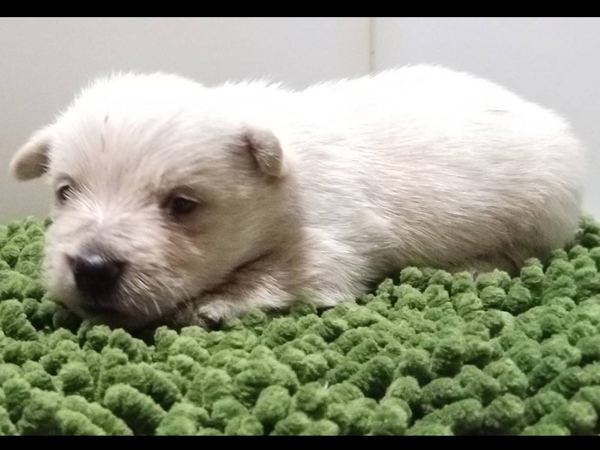 終了致しました。 犬の販売 648