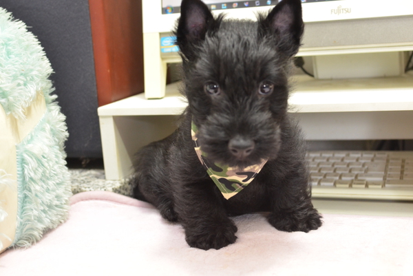 真っ黒な男前君です! 犬の販売 656