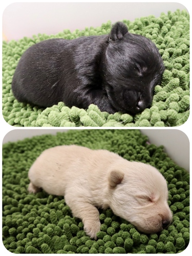 とっても可愛い兄妹です♪ 犬の販売 658