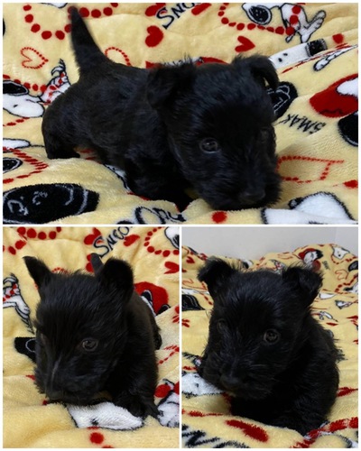 血統優秀で穏やかな性格の子供たちです。☆彡 犬の販売 668