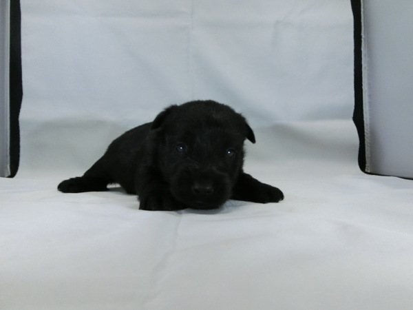 とっても可愛く元気で健康な赤ちゃんが生まれました! 犬の販売 679