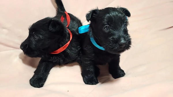 可愛い兄妹です 犬の販売 698