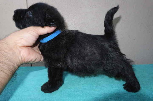 スコッチ・テリア 犬の販売・譲渡 705 生涯飼育前提ハウス・ドック!毛色 ブリンドル男の。