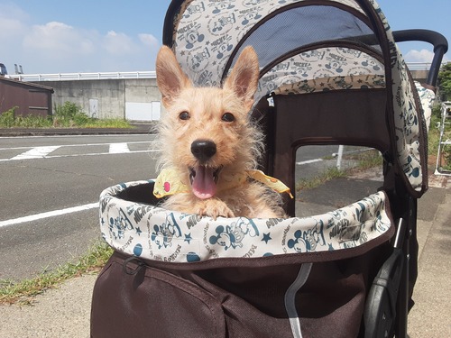 スコッチ・テリア 犬の販売・譲渡 711 ウィートンの男の子です。