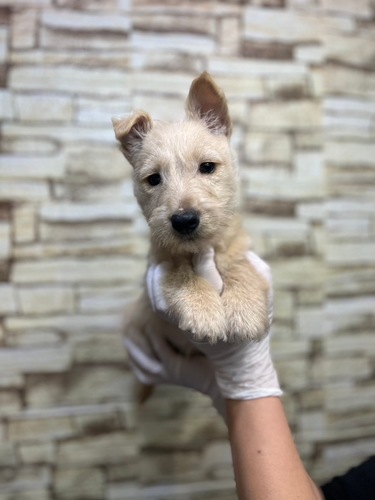 スコッチ・テリア 犬の販売・譲渡 715 とっても可愛らしい男の子!