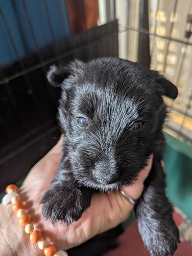 スコッチ・テリア 犬の販売・譲渡 716 4姉妹です