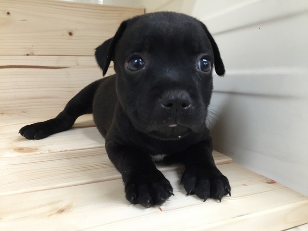 ご家族決まりました。 犬の販売 243
