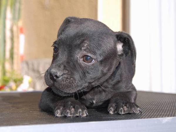 ブラックの女の子が生まれています 犬の販売 290
