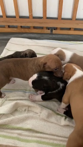 アメリカン ピット ブルテリア 犬の販売 294
