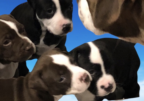 ピットブル ミニチュア 各種競技等に 身体能力抜群 犬の販売 303