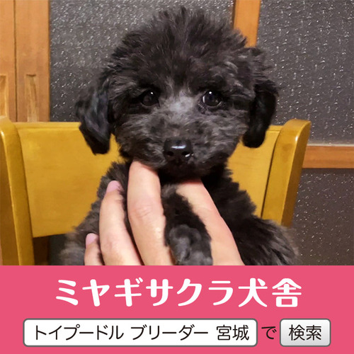 トイ・プードル 犬の販売・譲渡 43390 Tカップ予想☆ 良血統の長女☆