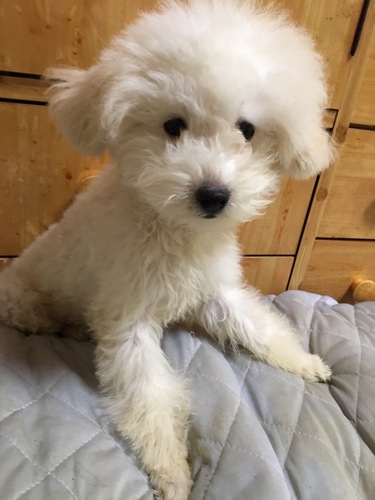 トイ・プードル 犬の販売・譲渡 43424 決まりました。