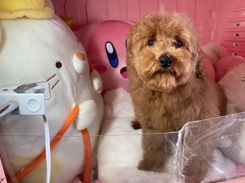 トイ・プードル 犬の販売・譲渡 43462 10月23日生プードルの子犬