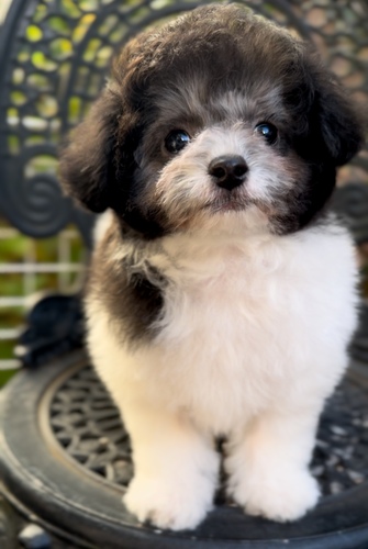 トイ・プードル 犬の販売・譲渡 43469 シルバーパーティプードル 両親外産