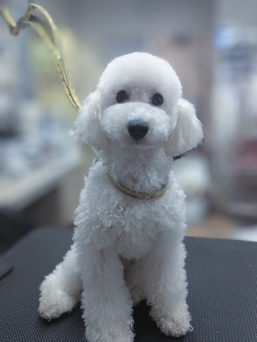 トイ・プードル 犬の販売・譲渡 43487 1歳男の子★抱っこ大好きの甘えん坊さん