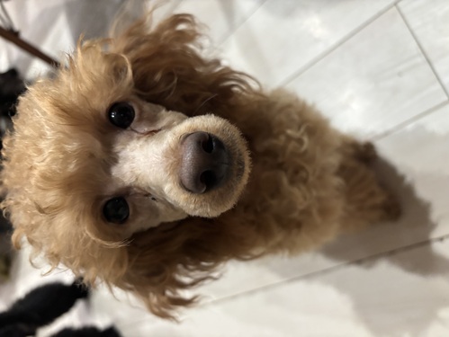 トイ・プードル 犬の販売・譲渡 43503 トイプードル レッド158