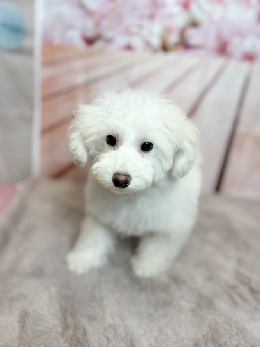 トイ・プードル 犬の販売・譲渡 43509 元気いっぱい