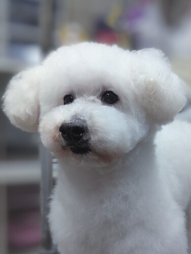 2019年生まれのホワイトプードル 犬の販売 43517