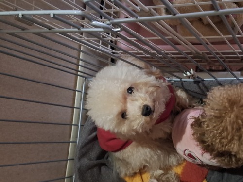 トイ・プードル 犬の販売・譲渡 43524 お目目くりくり元気な男の子
