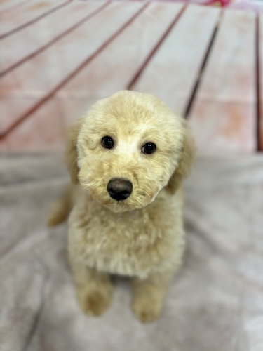 トイ・プードル 犬の販売・譲渡 43538 アプリコット