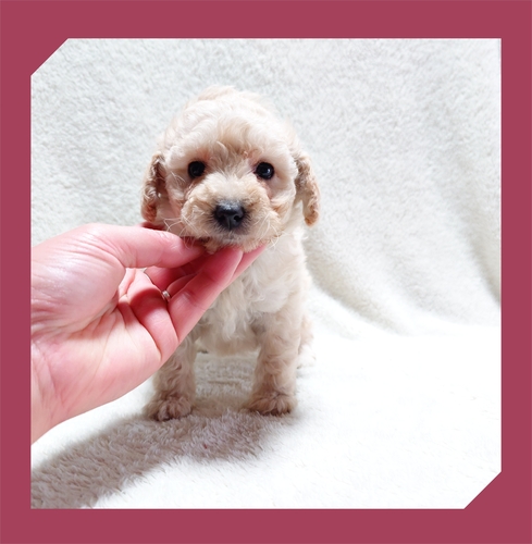 トイ・プードル 犬の販売・譲渡 43558 ●クリーム・総額表示です。●