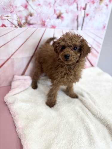 トイ・プードル 犬の販売・譲渡 43564 レッドカラーの男の子