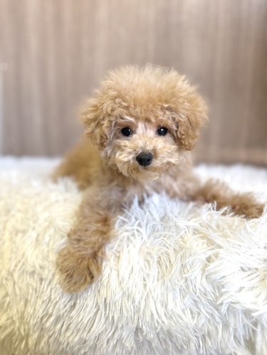 トイ・プードル 犬の販売・譲渡 43567 アプリコット 男の子8887