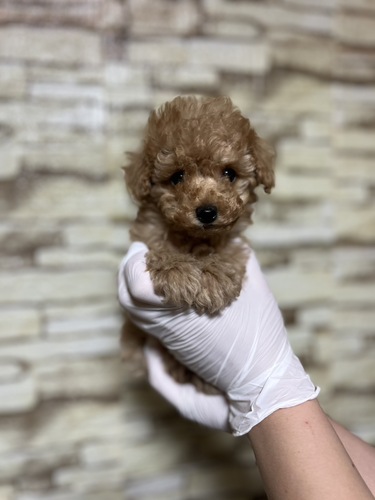 トイ・プードル 犬の販売・譲渡 43568 おっとりさんな男の子6122