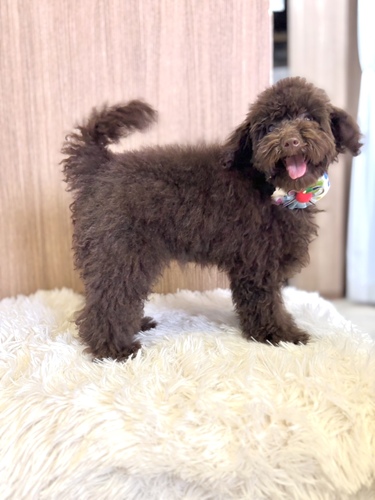 トイ・プードル 犬の販売・譲渡 43569 男の子ブラウン